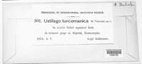 Ustilago turcomanica image